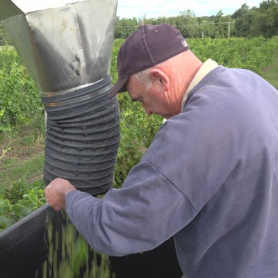 Ted Taft harvesting grapes
