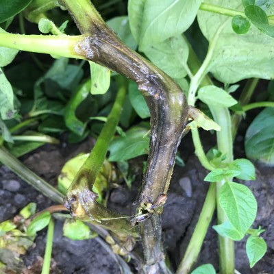 The base of a potato plant at the soil line, where the stem has turned black and slimy. This infected part of the stem starts at the soil and works upwards. The infected parts of the stem have become unstable and are bending over in some places.