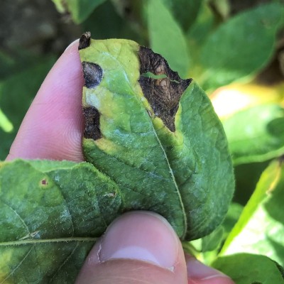 A potato leaf showing three small brown early blight lesions along the edge of the leaf. Faint concentric circles can be seen in the lesions.