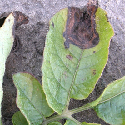 A grey mold lesion is on the tip of the potato leaf, and concentric circles are visible in the brown lesion. Some spore growth is also present, showing the more grey color of the mold. 
