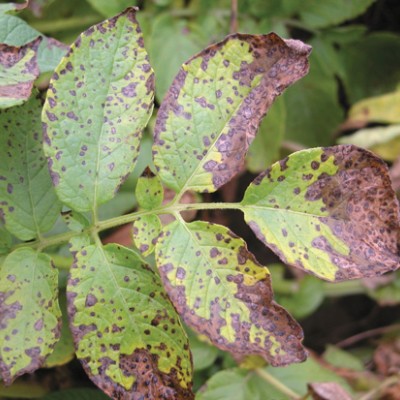 A potato leaflet with alternaria brown spot lesions. In some parts, they appear as small peppering spots, and in others, the lesions have grown larger and take over a large part of the leaflet. Concentric rings can be seen in some areas.