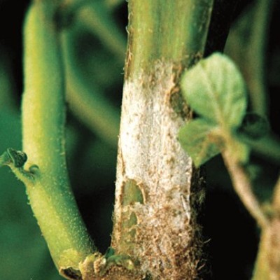 A green potato stem with some white fungal growth. Part of the fungus is wiped away, revealing that the stem underneath is still healthy and green in color.