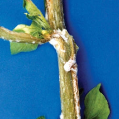 A potato stem with lots of white cottony mold growth. The area of the stem infected has turned a lighter color.