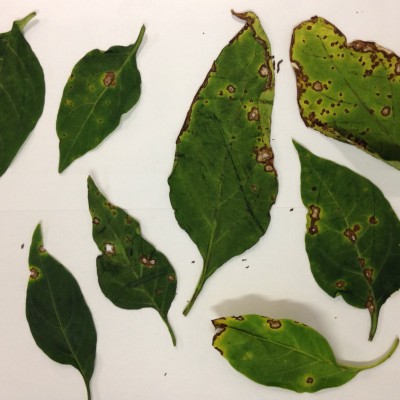 Nine green leaves of different sizes, lying on a white background, showing round spots on the leaves with brown borders and lighter-colored interiors, including some spots where the middle has fallen away to leave a hole in the leaf.
