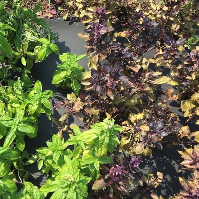 Two basil varieties growing side-by-side, view from above; on the right side, a purple variety with many yellowing leaves, and on the left side, a green variety with only a few yellowing leaves.