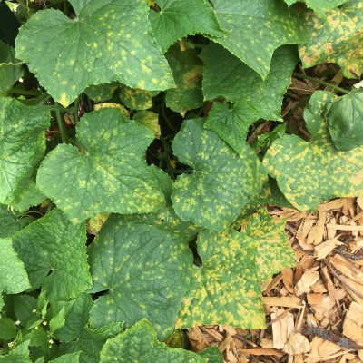 View from above of cucumber leaves, green with small angular yellow patches, creating a green-and-yellow checkerboard appearance.
