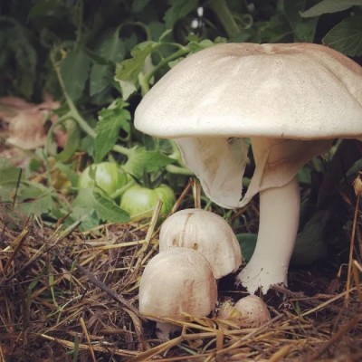 One larger and several small almond agaricus mushrooms growing in straw along a line of tomato plants. Several green tomato fruit are visible near the mushrooms.