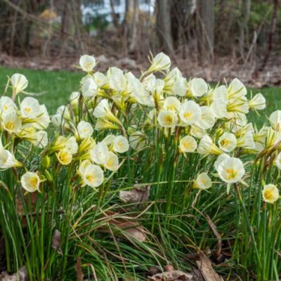 A creamy yellow flower that turns almost pure white.