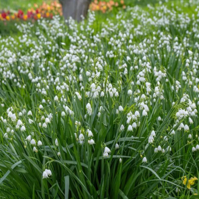 Small white flowers