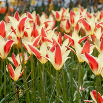 Soft yellow flowers with broad stripes of currant red on the outer petals.