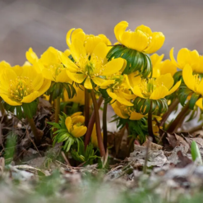 Small yellow flowers growing out of the ground.
