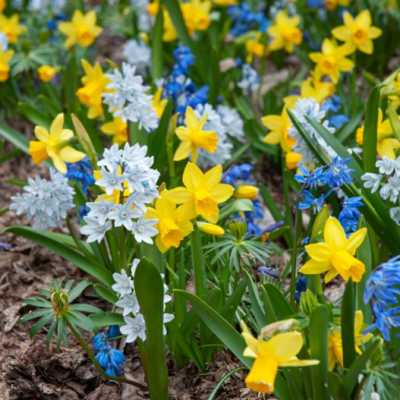 Vibrant blue and yellow flowers