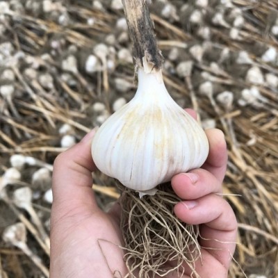 Someone holding a bulb of garlic.