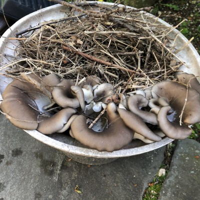 Grey oyster mushrooms growing along one rim of a bucket. The bucket also contains twigs and stray.