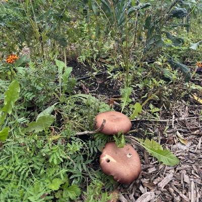 Two red wine cap mushrooms growing among weeds and flowers in an urban garden.