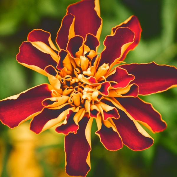 Plants in the Cornell Natural Dye Garden.