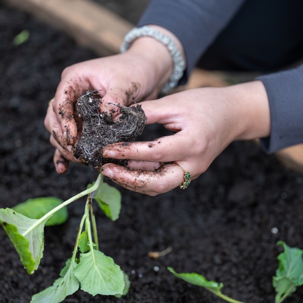 Planting vegetables in a garden.