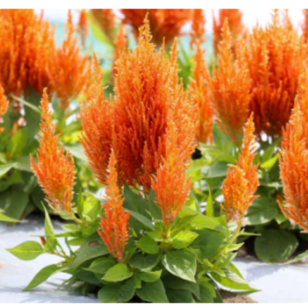 Celosia Look-Fresh plant in bloom.