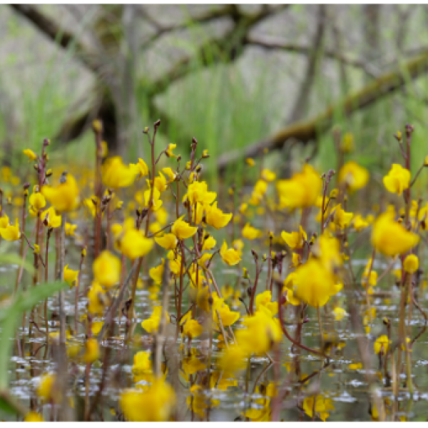 Peat moss in a swamp