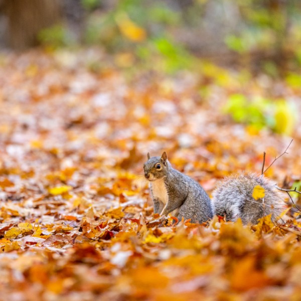 A squirrel wades through a blanket of autumn leaves in Sapsucker Woods.