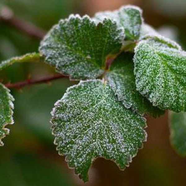 A plant with frost.