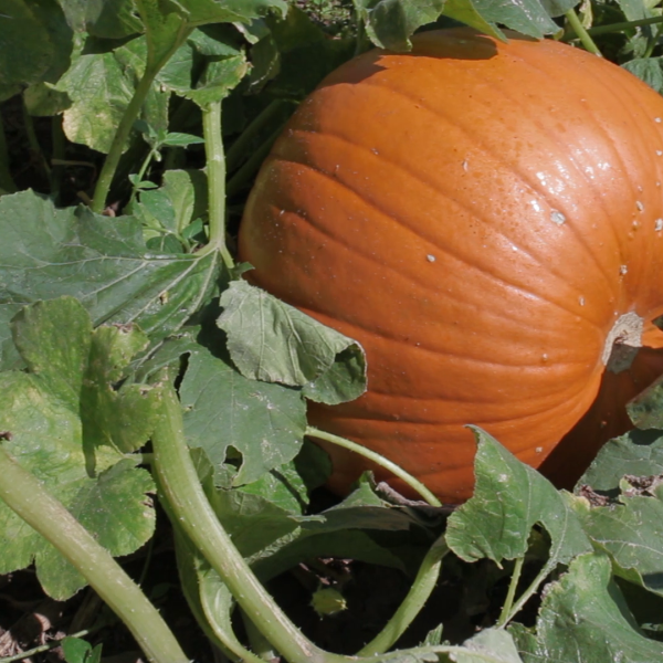 A pumpkin growing in a pumpkin patch.