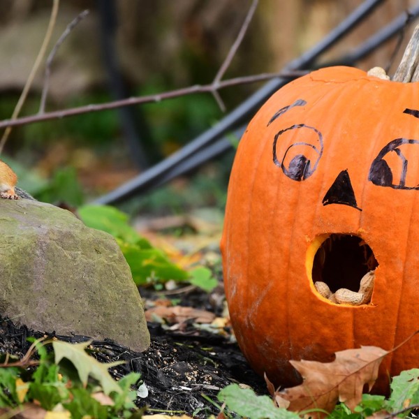 A pumpkin carved for fall. 