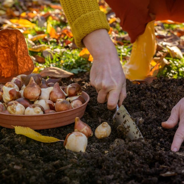 Hands digging in dirt with root vegetables nearby