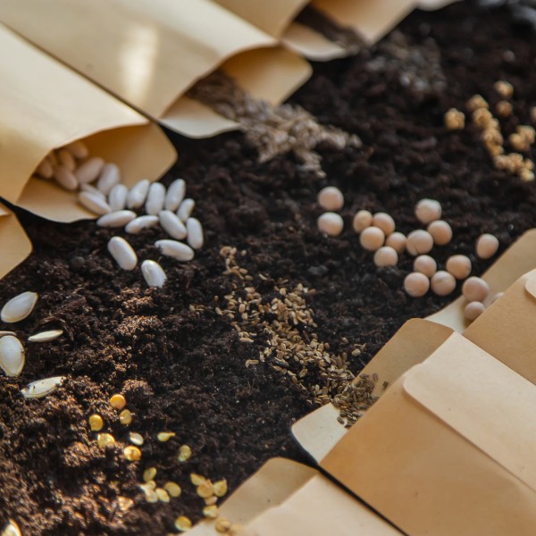 Seed pouches opening up into dirt