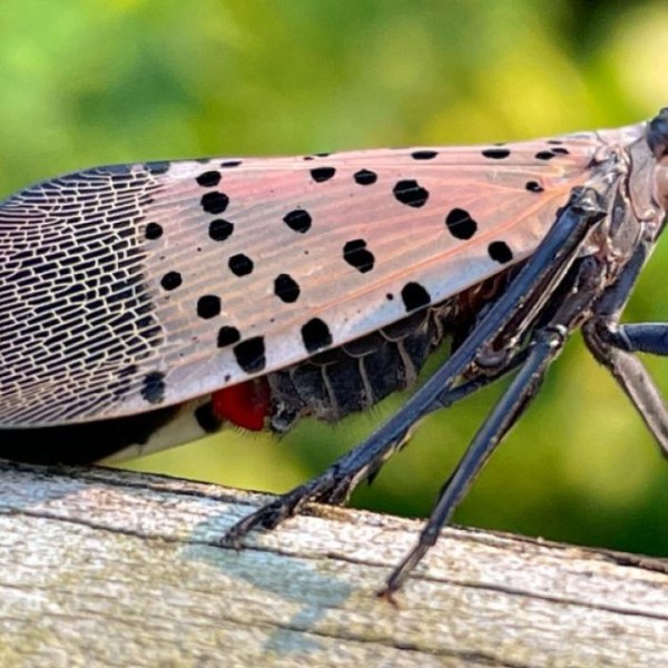 Spotted lanternfly invasive pest on wood
