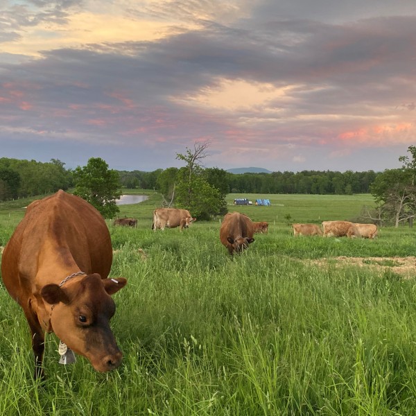 grazing cows