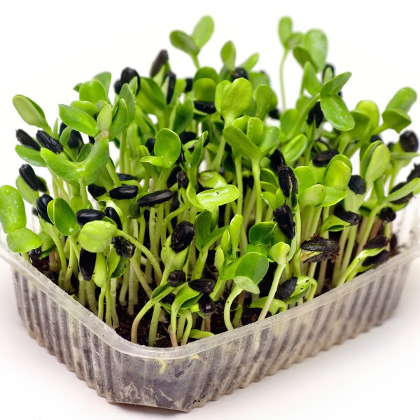 sunflower microgreens