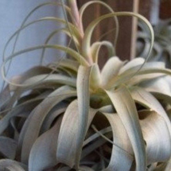 Air Plants