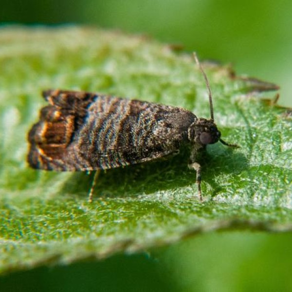 Codling Moth photo by Steve Schoof, NC State 