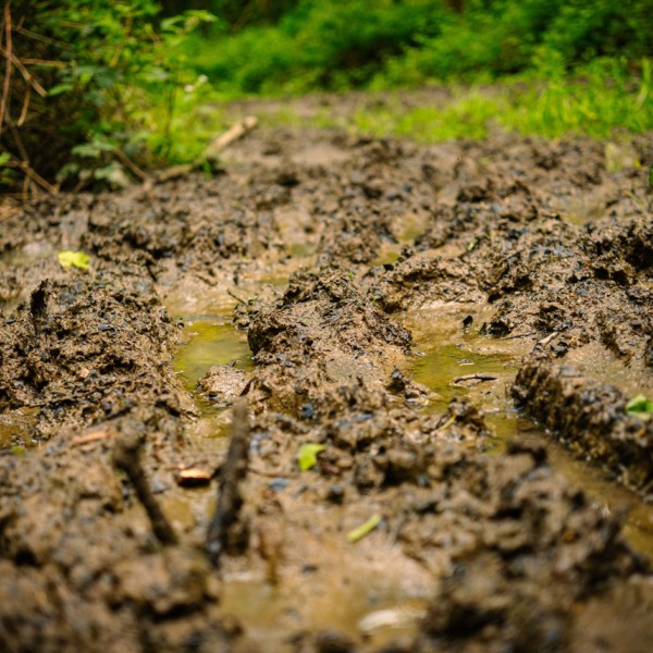 Close-up of a muddy, rutted path with deep tire tracks filled with standing water. The ground is wet and uneven, surrounded by green grass and foliage along the edges, suggesting a wooded or outdoor trail after rain.
