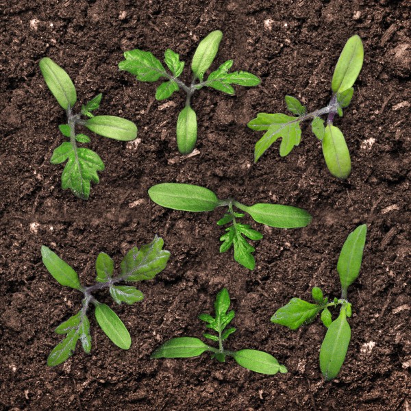 Close-up of several young seedlings growing in dark soil. Each plant shows early development, with smooth oval seed leaves and emerging jagged true leaves, spaced evenly across the frame.