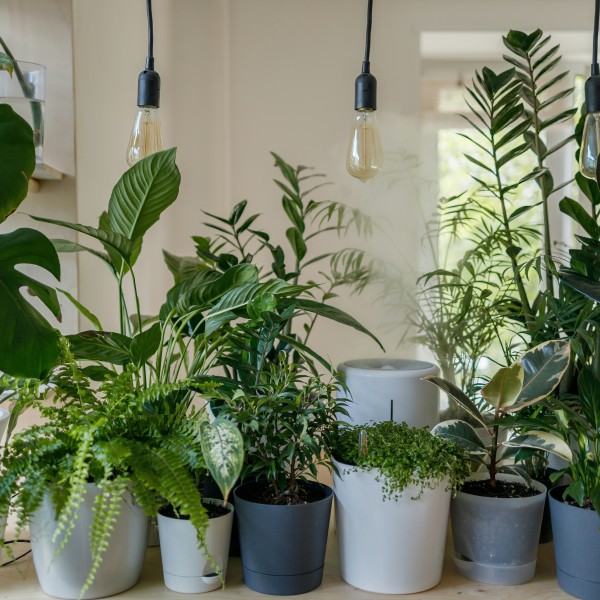 Houseplants