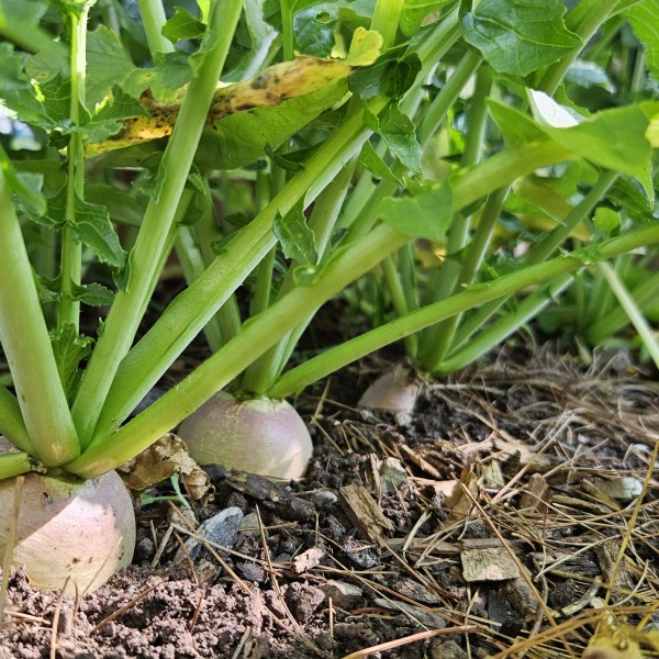 Close-up of several round root vegetables growing in a garden bed beneath dense green leafy tops. The pale pink and white bulbs are partially exposed above the soil, surrounded by mulch, wood chips, and pine needles in bright sunlight.