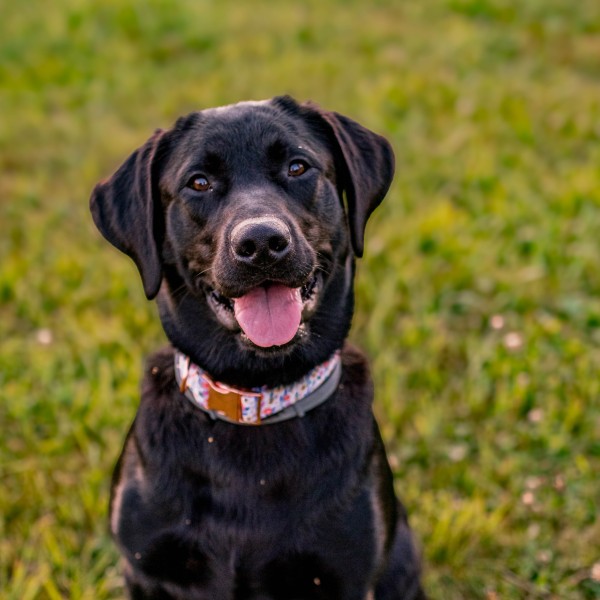 CCE-Catt-4-H Daisy for dog training