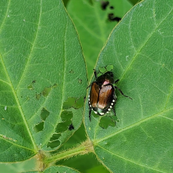 Close-up photo of a Japanese beetle with a shiny green head and copper-brown wings feeding on a green leaf with several chew holes. Photo by Lydia Fernandez.