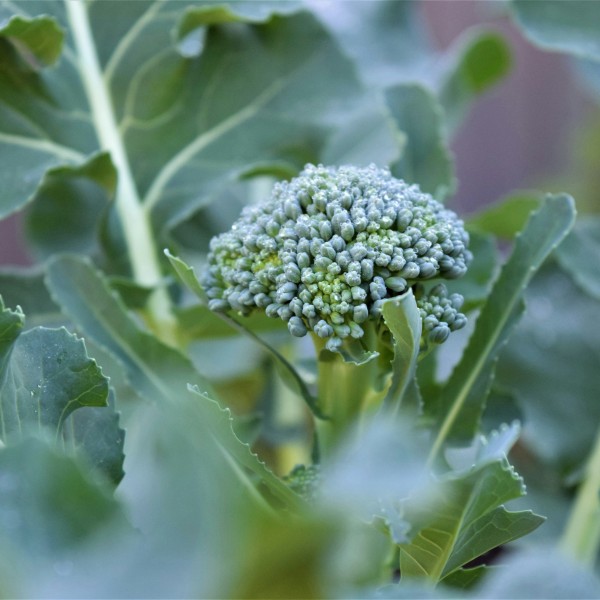 Close-up photo of a broccoli head growing in a garden, surrounded by green leaves and stems with a soft, blurred background. Photo by Ch Photography on Unsplash.