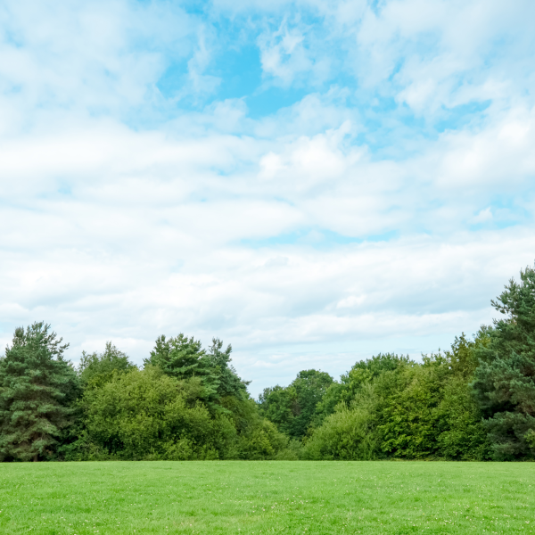 Field and Forst under a partly cloudy blue sky.