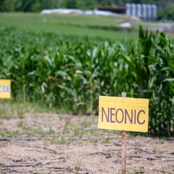 Neonic and Fungicied signs in front of field of corn