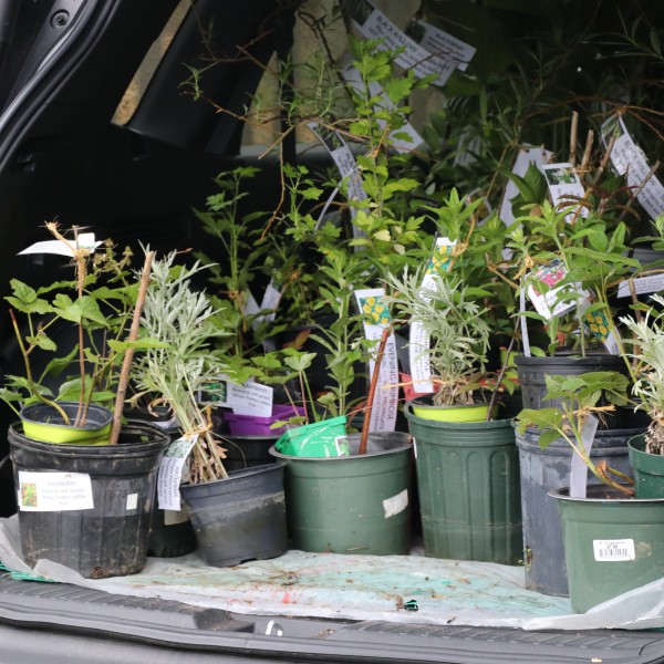 A car trunk full of potted plants being delivered to the plant swap.