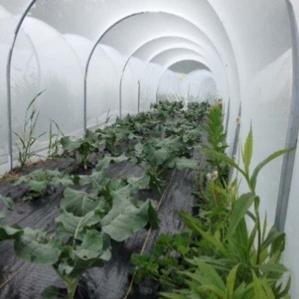 Inside view of low tunnel covered with white netting. The 4-ft wide section has 2 rows of broccoli plants that are growing out of black landscape fabric.