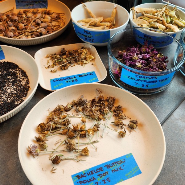 seeds sorted and displayed on paper plates
