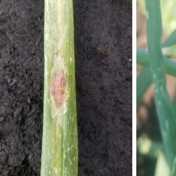 Side by side photos. On the left, the primary form of SLB on a green onion leaf with a 1.5 cm in size light purple spot in the middle of the leaf. On the right, the secondary form of SLB showing a section of green onion leaf that is bent at a 90-degree angle. There is white necrotic tissue at the bend where there is a purple spot.