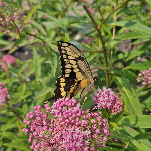 A black and yellow swallowtail butterfly feeds on clusters of pink milkweed flowers in a lush garden.