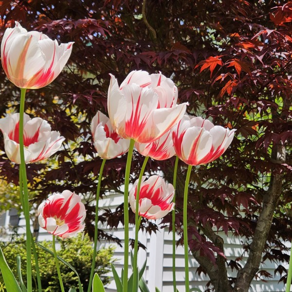 White tulips streaked with red bloom beneath a deep red Japanese maple tree in a sunny garden.