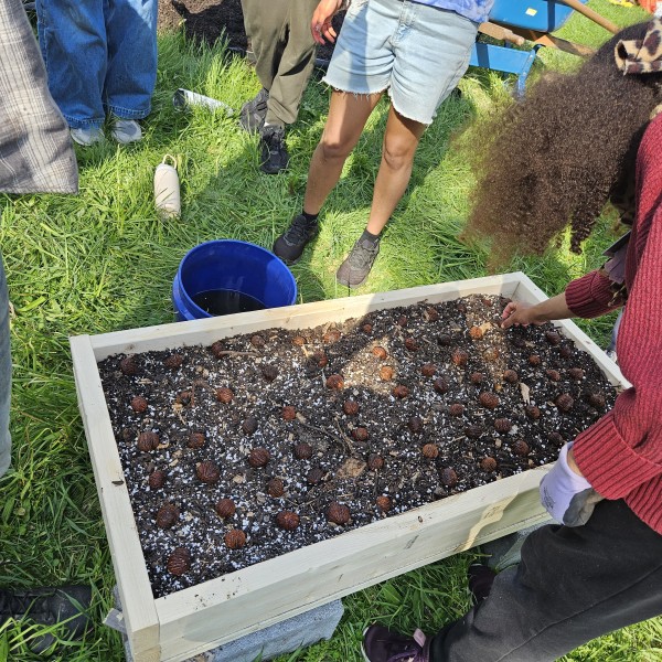 Youth planting nuts in an air prune raised bed.